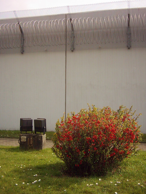 Roter Busch im A-Flügel Freistundenhof