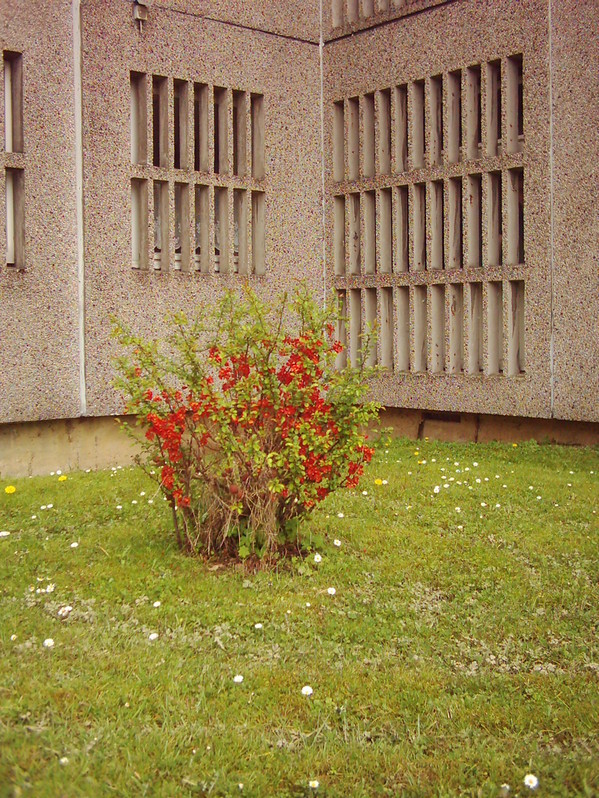 Roter Busch im Freistundenhof C-Flügel