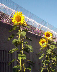 Sonnenblumen im Freistundenhof E-Flügel